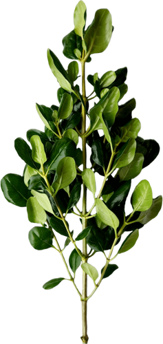 High quality Brillantina plant